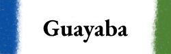 soñar guayaba, soñar árbol de guayaba, soñar comer guayabas